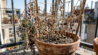 収穫を終えた夏野菜の株を抜き取りプランターから土を取り出す様子